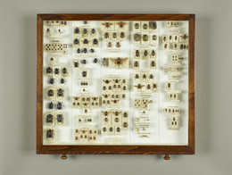 Insect specimen drawers