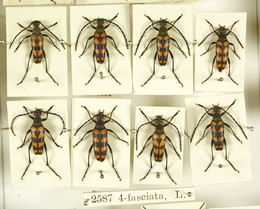 Insect specimen drawers