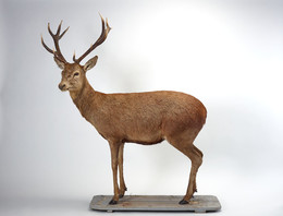 2008.1832 Red Deer Stag Taxidermy