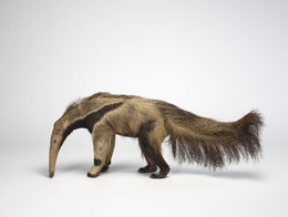 2009.0466 Giant Anteater Taxidermy