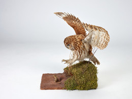 2009.0472  Tawny Owl Taxidermy