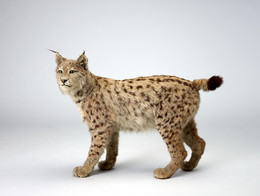 2012.0115 Lynx Taxidermy