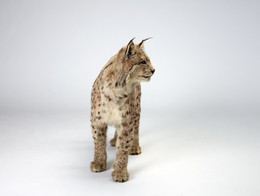 2012.0115 Lynx Taxidermy