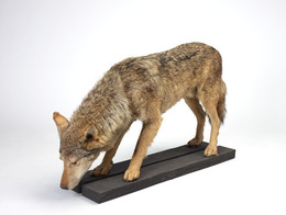 2012.0116 Wolf Taxidermy