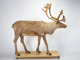 1929Z34.3 Male Reindeer