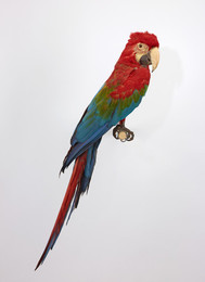 1994Z56 Macaw