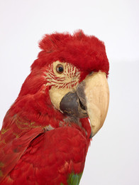 1994Z56 Macaw