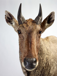 2001Z17 Nilgai antelope Taxidermy