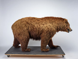 1929Z34.6 Brown Bear taxidermy