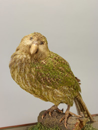 1973Z00031.00002 Kakapo